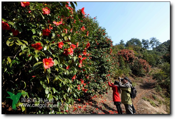 游人在婺源縣江灣鎮(zhèn)海拔1260余米的大瀲村紅花山油茶基地觀賞和拍攝盛開的山茶花。